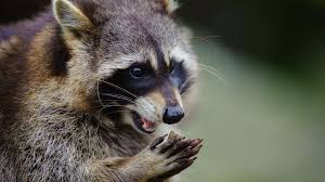 Is rabies transmitted through blood. Third Case Of Rabies Confirmed In Niagara County Wgrz Com