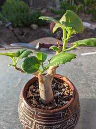 Image result for Cyphostemma rhodesiae