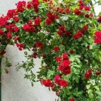 Gambar bunga flowers and gardening ideas tags gambar bunga matahari gambar bunga mawar gambar bunga tulip. Jual Tanaman Climbing Rose Terbaik Harga Murah August 2021 Cicil 0