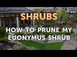 Fortunei is a broadleaf evergreen shrub that can also serve as a climber or spreading ground cover. How To Prune My Euonymus Shrub Youtube