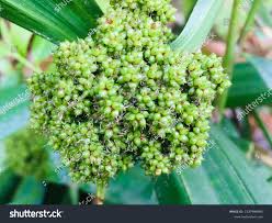 Image result for Hypolytrum