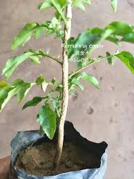 Manfaat kayu bajakah kini semakin dikenal luas oleh masyarakat. Raja Kayu å¸çŽ‹æœ¨ Pokok Kemuning Emas é»„é‡'æœ¨æ 'è‹—æœ‰å…´è¶£çš„éœ€é¢„å®š è´§æºæœ‰é™ Facebook