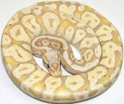 Nerd The Ultimate Ball Python The Complete Ball Python Ball Python Morphs Ball Python Snake Lovers