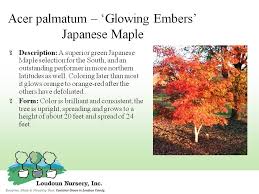 Maybe you would like to learn more about one of these? Glowing Embers Maple Acer Palmatum Green Japanese Maple Driveway Garden Japanese Maple