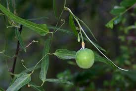 Image result for Adenia stenodactyla