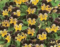 Free shipping on orders over $25 shipped by amazon. How To Grow Johnny Jump Up Perennial Viola For A Better Flower Garden Follow The Gardener S Network