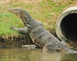 Lagarto-monitor