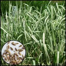 Image result for Picralima nitida