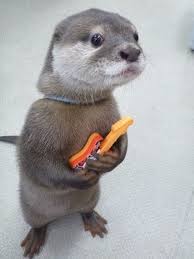 I M Here For Band Try Outs Otters Cute Funny Animal Memes Weird Animals