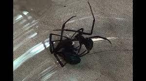 Black widow spider venom can be deadly but how likely are you to be bitten? Black Widow Spider Mating Black Widow Vs Black Widow Youtube