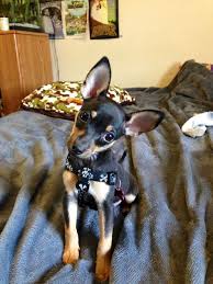 42 pretty pomeranian dog breed mixes. 11 Best Min Pin Chihuahua Mix Ideas Chihuahua Chihuahua Mix Cute Animals