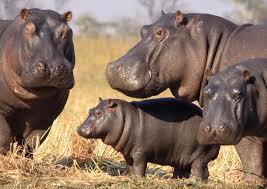 Image result for hippo, cows, buffalo