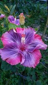 Hibiscus Unknown Name Origin Hibiscus Plant Hibiscus Flowers Bonsai Flower