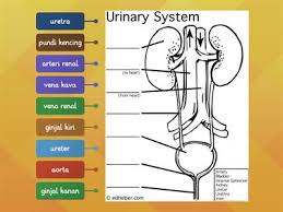 Removes excretory products such as urea from the body menyingkirkan bahan perkumuhan seperti urea daripada badan 2. 17 Years Old Risorse Per L Insegnamento