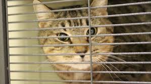 5,959 likes · 2,467 talking about this. Muncie Shelter Rescues 50 Cats Kittens From Hoarding Situation Wthr Com