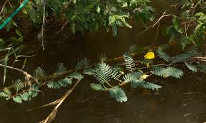 Image result for Aeschynomene fluitans