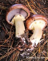 Maybe you would like to learn more about one of these? How To Grow Portobello Mushrooms In Florida All Mushroom Info
