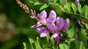 Image result for Indigofera transvaalensis