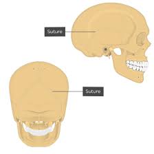The skull is the bony skeleton of the head. Major Sutures Of The Skull