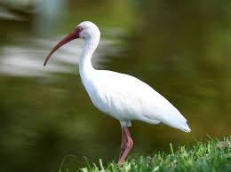 Black And White Bird Florida White Ibis Bird Species Bird Photo Beautiful Birds