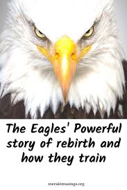 The Eagles Powerful Story Of Rebirth And How They Train Newyeargoals Happynewyear Merakimusings Eagle Rebirth Seal Quotes Rebirth