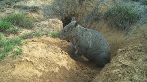 Image result for Northern hairy-nosed wombat