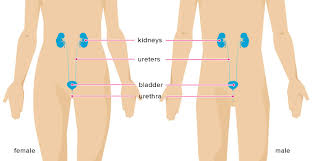 This is where the ureters, tubes that carry urine to your bladder, meet the kidney. Bladder Cancer Symptoms Causes And More Expert Bulletin