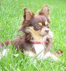 Reminds Me Of A Baby Albert Chihuahua Puppies Cute Chihuahua Chihuahua