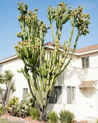 Image result for Euphorbia candelabrum