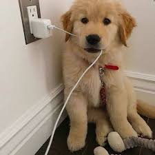 Purebred rescue organization of ohio has been rescuing, rehabilitating, and rehoming companion animals for over twenty years. Lovely Puppies For Adoption Golden Retriever Puppies Rescue Dayton Ohio Facebook