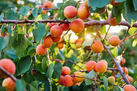 It also analyzes reviews to verify. Prunus Armeniaca Harcot Apricot
