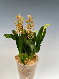 Image result for Liparis harketii