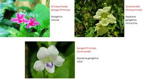 Image result for Asystasia gangetica