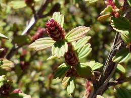Image result for Myrothamnus flabellifolius