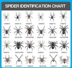 12 Best Spider Identification Images In 2019 Spider