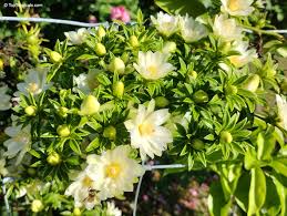 Image result for Pereskia aculeata