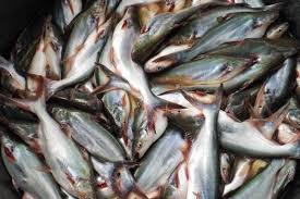 Maybe you would like to learn more about one of these? Resep Simple Sup Ikan Patin Bening Pas Disantap Saat Hujan
