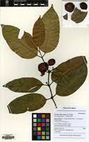 Image result for Picralima nitida