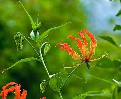 Image result for Gloriosa superba