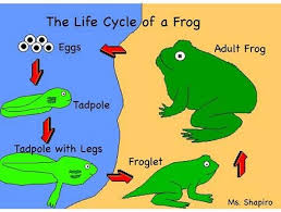 Ciclo de vida de las ranas Clases De Ingles The Life Cycle Of A Frog El Ciclo De Vida De Una Rana