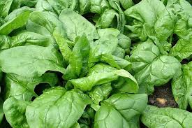 While growing spinach in pots or containers avoid stagnant water because it leads to the development of rots and fungal diseases in. How To Grow Spinach Rhs Gardening