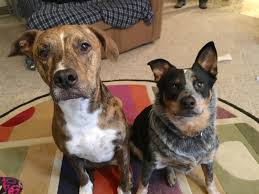 A blue heeler is an energetic working dog that loves their family. Introducing Some Rules To Help A Dog Reactive Blue Heeler Dog Gone Problems