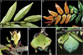 Image result for Diospyros sp. no. 1 sensu FZ