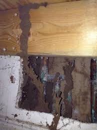 We provide pest control services in dallas & the following areas: About Us Pest Exterminator Aubrey Tx A Smart Pest Control