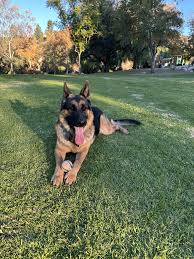 Our neighbors gave their GSD to us : r/germanshepherds