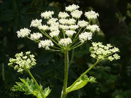 Image result for Apiaceae