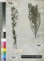 Image result for Indigofera cryptantha
