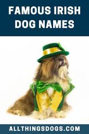 I'm goin thru changes comment your favorite instrument@bhartstudios. 27 Dogs St Patricks Day Ideas Dogs Patrick Happy St Patricks Day