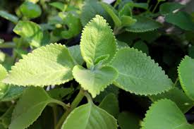Image result for Coleus amboinicus