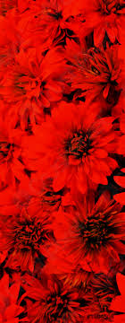 Fleurs rouges fond - Stock photo | Crushpixel